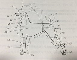 犬の名称について トリマーが教える ケア用品の使い方